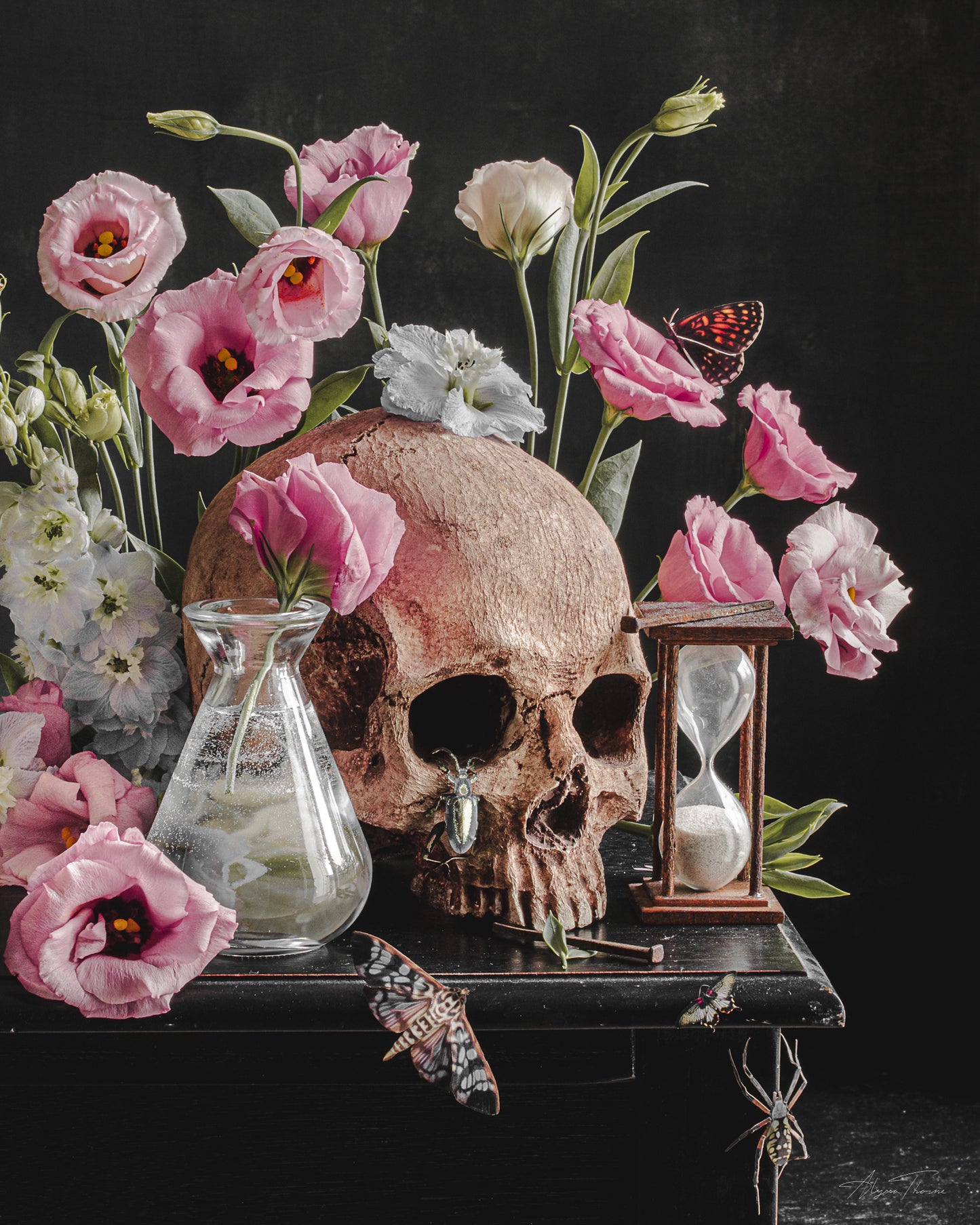 The Satin Postcard - Vanitas I