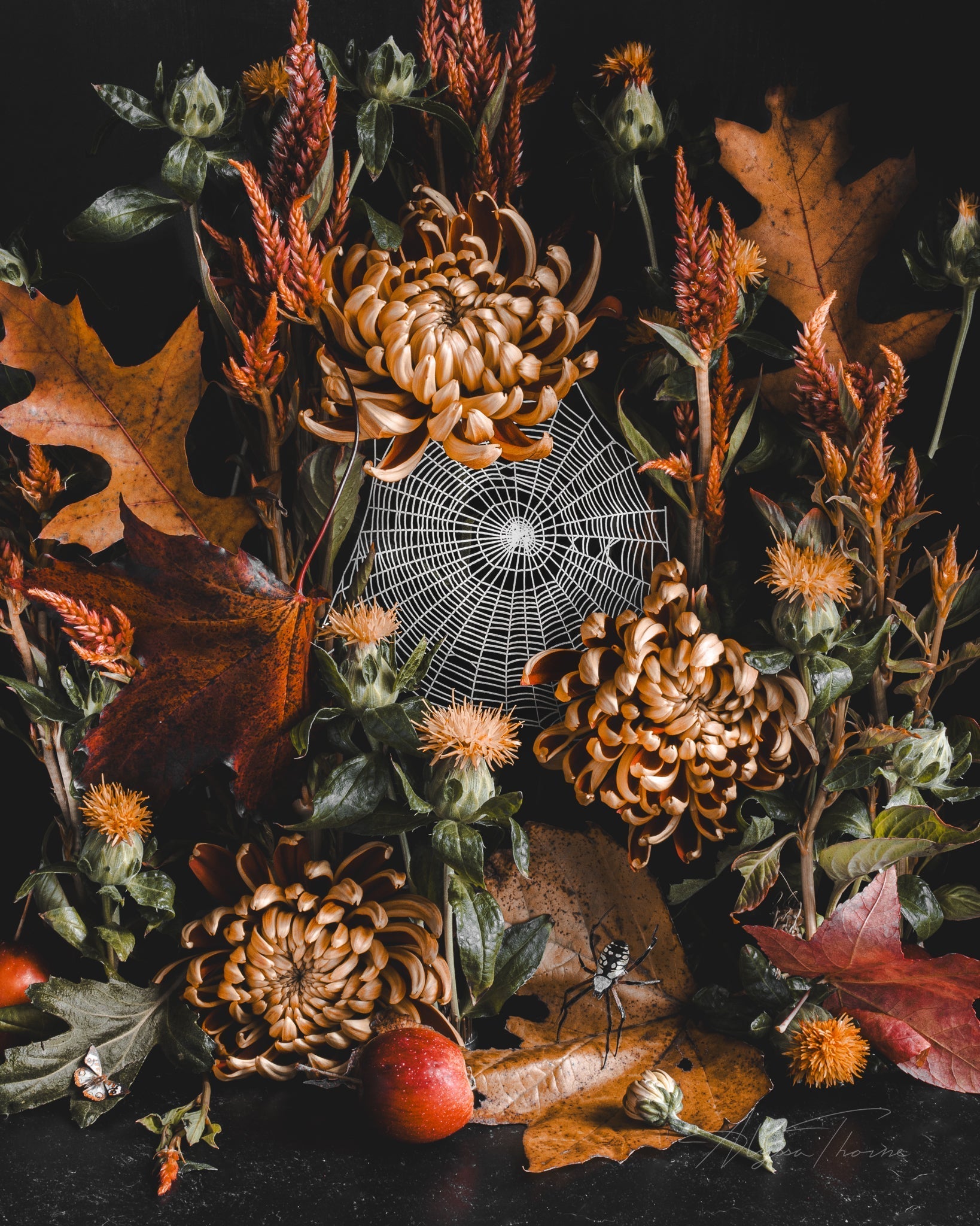 The Autumn Collection