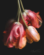 SHIMMER - FINE ART PRINTS