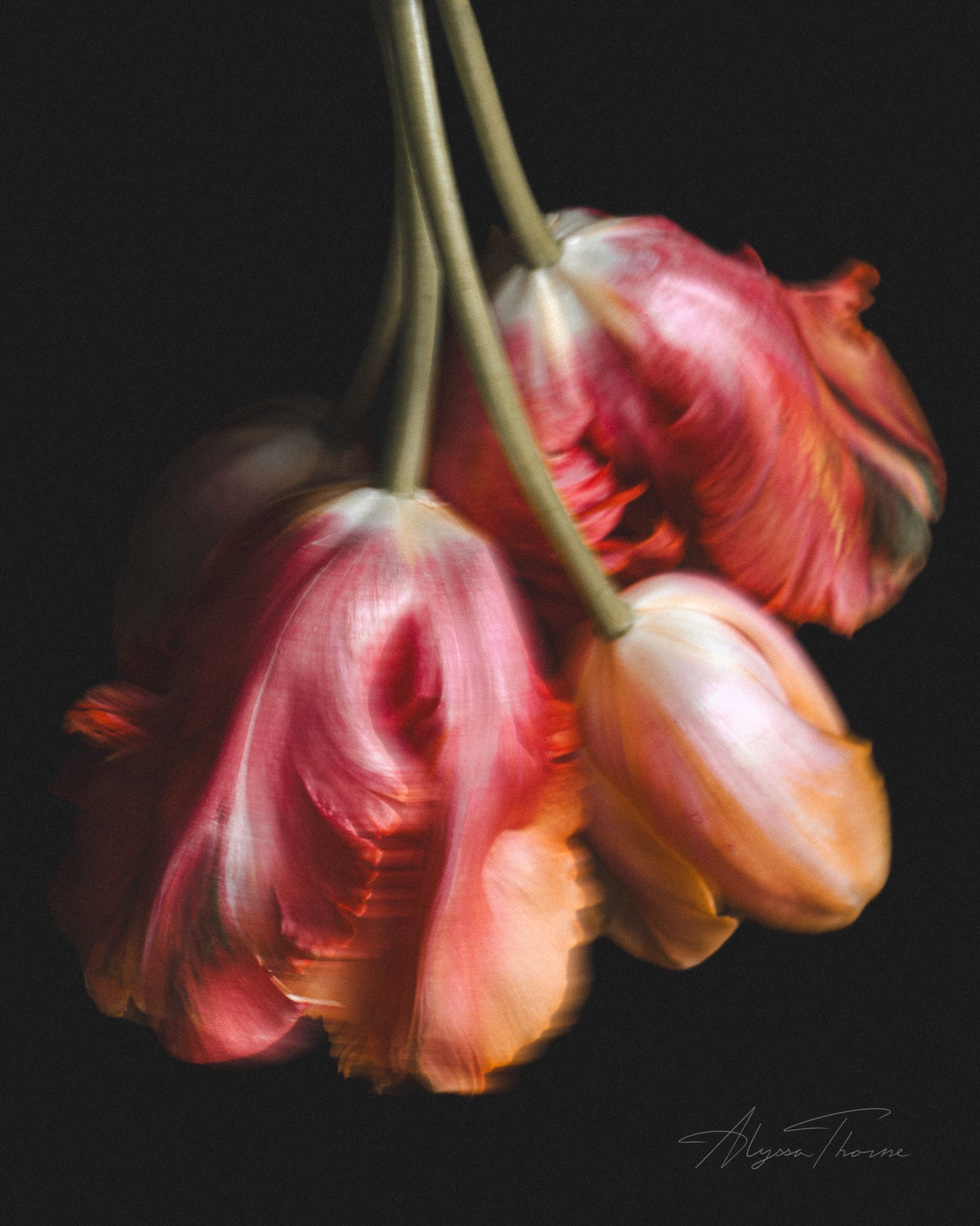 SHIMMER - FINE ART PRINTS