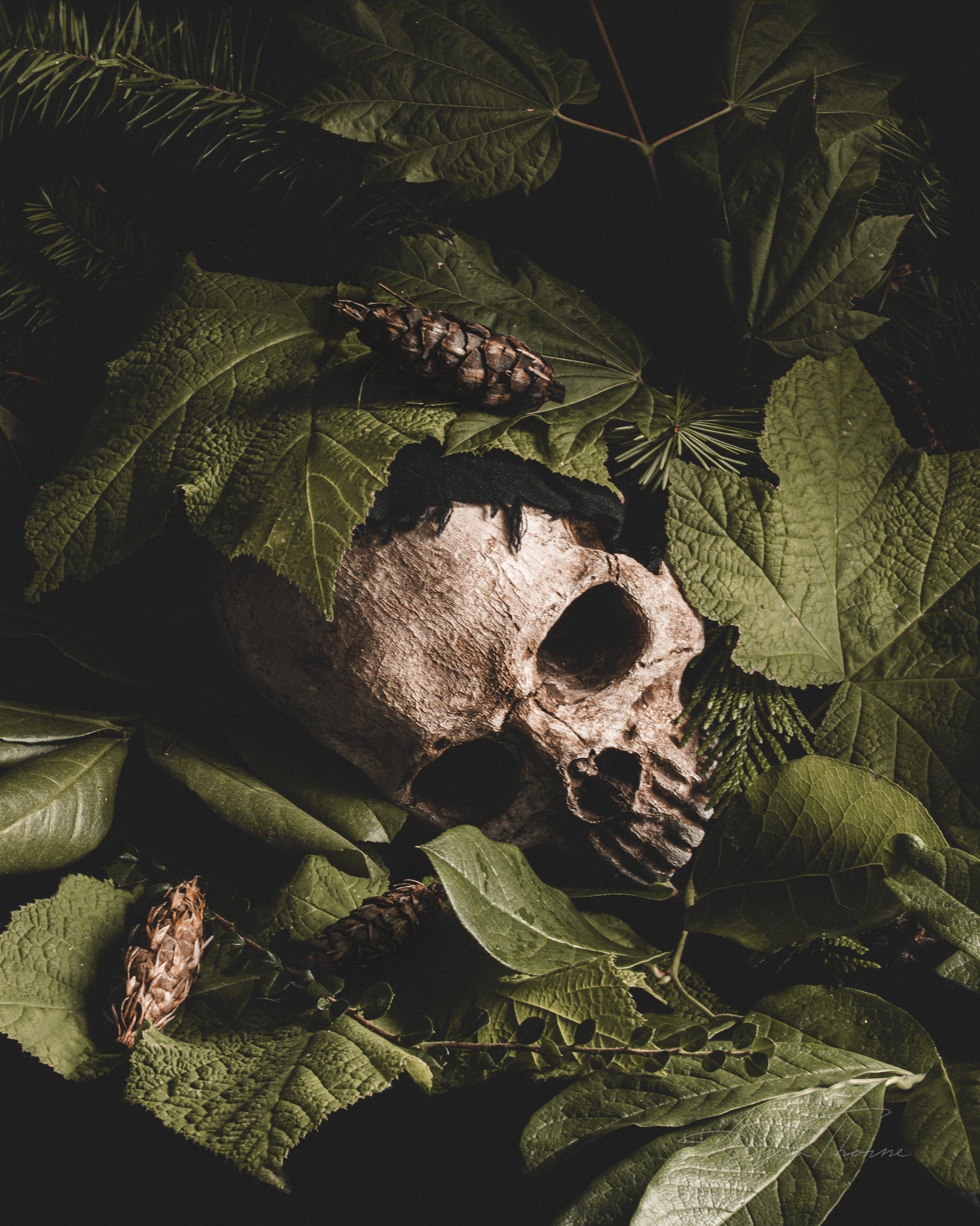 Verdant Repose - Fine Art Prints