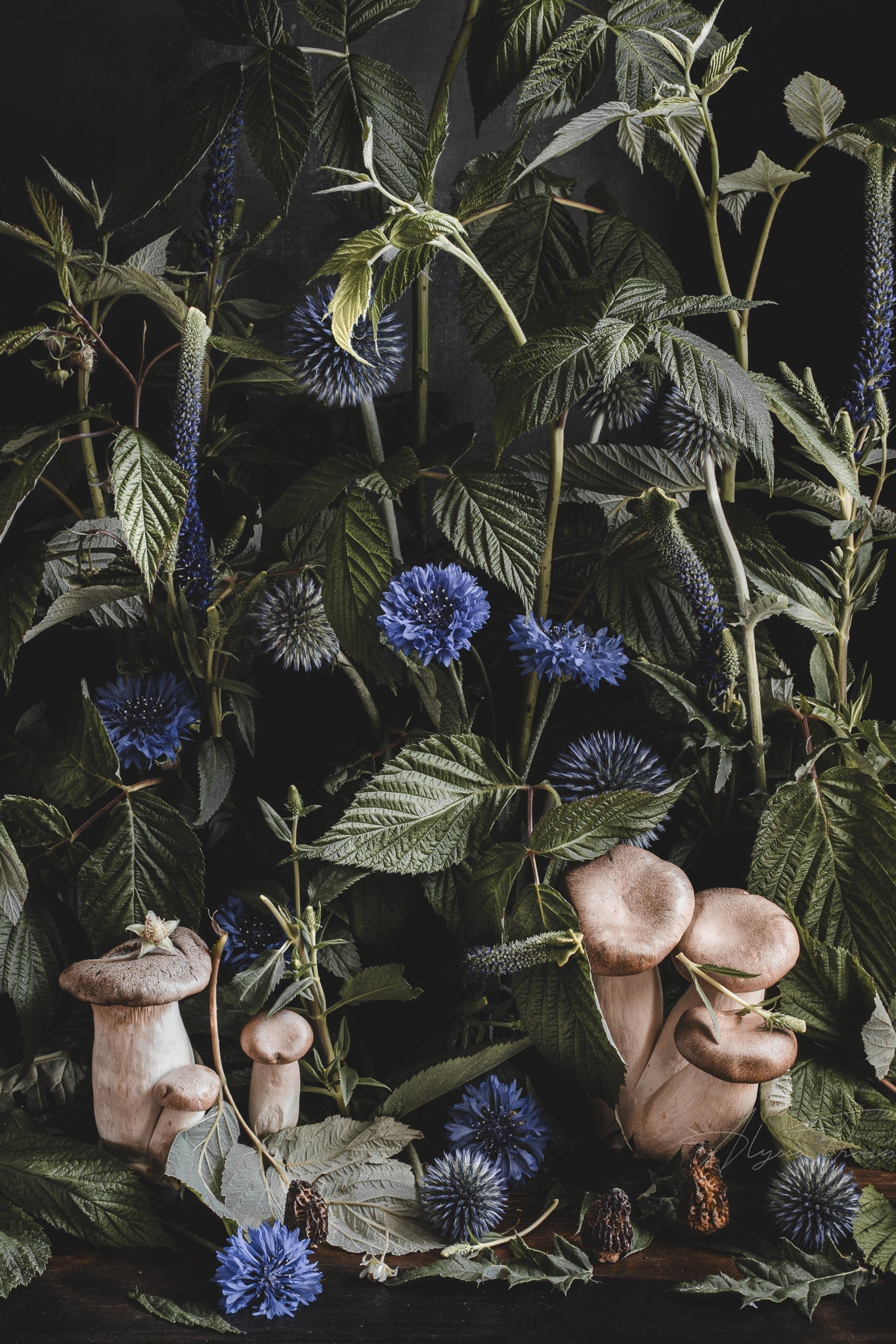 Undergrowth - Fine Art Prints