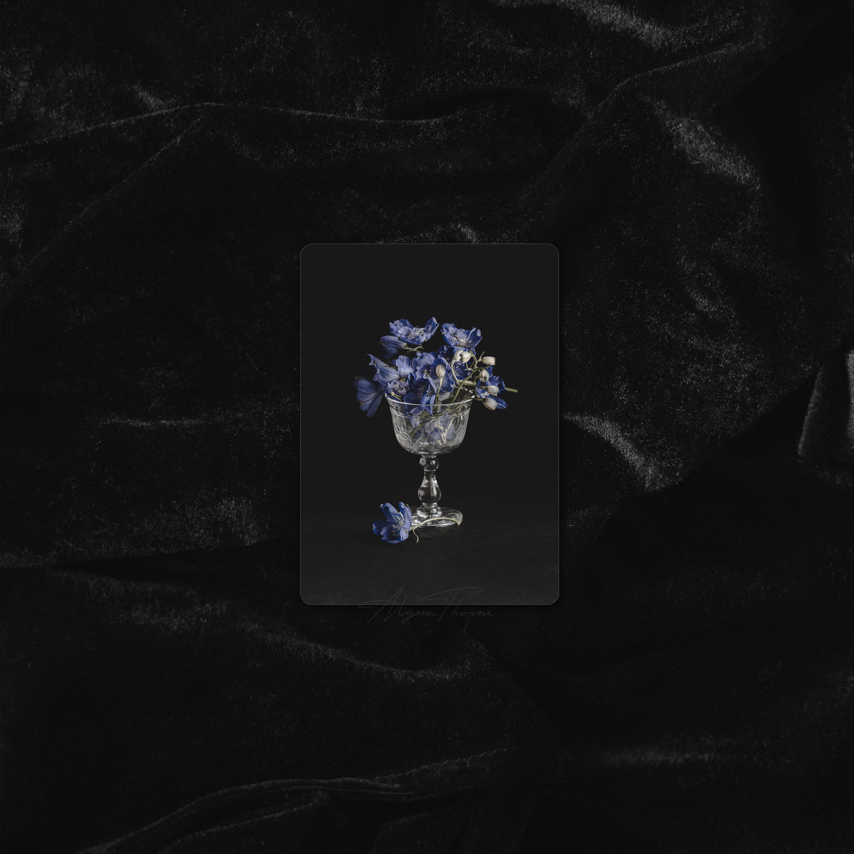 MIDNIGHT GARDEN | TRADING CARD PRINT