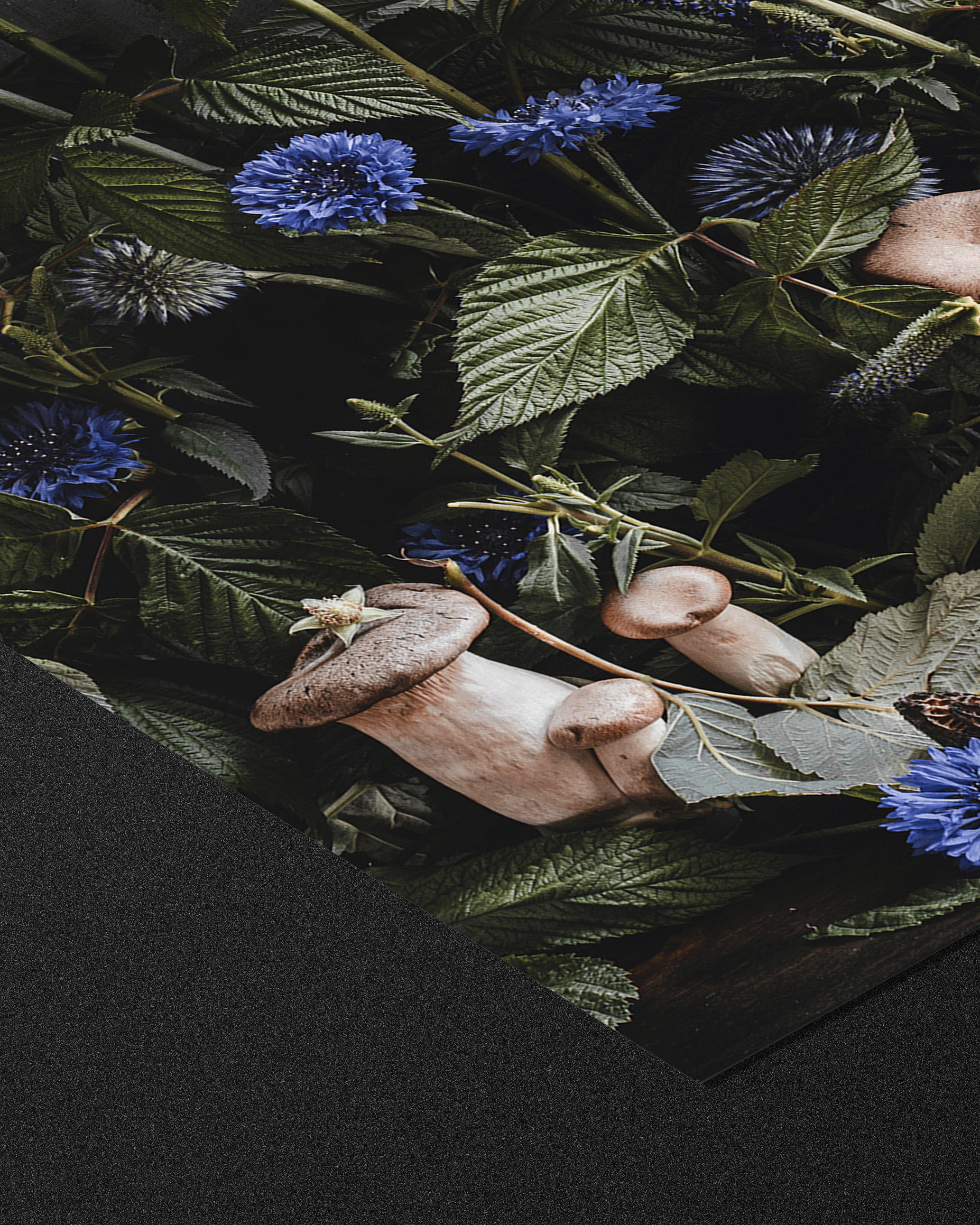 Undergrowth - Fine Art Prints